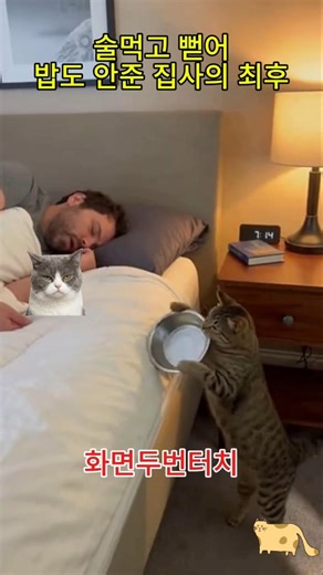 배고픈 고양이의 알람, 1단계: 스뎅 그릇 치기, 2단계: 집사 얼굴 점령😾🥣
