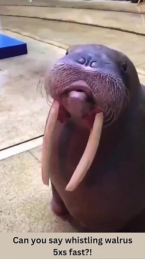 Whistling Walrus!! #sealife #walrus #oceanlife #animallove #lol #animals #funnypets #pet #nature #cute #funnyanimals #adorable #pets #animal #cutepetclub #fyp #PetsOfTikTok #adorableanimals #familyfriendly #socute #animalvideosforkids #kidfriendly #foryoupage #cuteanimals #cutepet #funnymemes #animalmemes #amusinganimals #trending #viral #kidfriendlycontent #animaltok