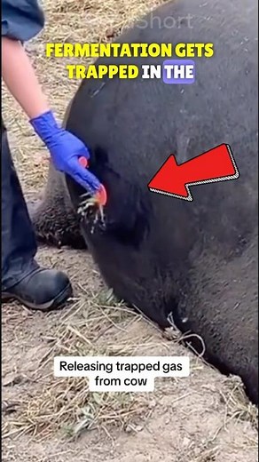 Bloat in Animals!🐄 | What is Tympanism?🔎