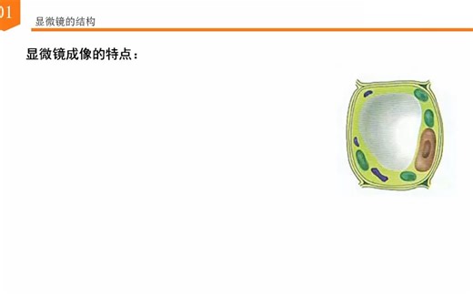 高中生物必修一第一章走进细胞第二节 细胞的多样性和统一性3显微镜的使用