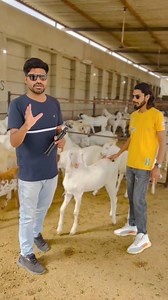 4K views · 127 reactions | #goat #goatourism #goats #goatlove #bakri #bakraeid #bhilwara #bhilwarastar #india #instagram #instagood #training #viral #viralvideos #instalike #instalove #youtube #jodhpur #sojat #explorepage #explore #explorwithgps #onefarming #rajasthan #mumbai #delhi #gujarat #uttarpradesh #madhyapradesh #mandal | Explore WITH GP | Facebook