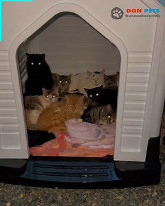 Home of homeless cats | Don Pets
