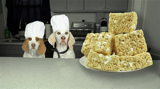 How to make Rice Krispies treats with chef dogs Indie & Maymo