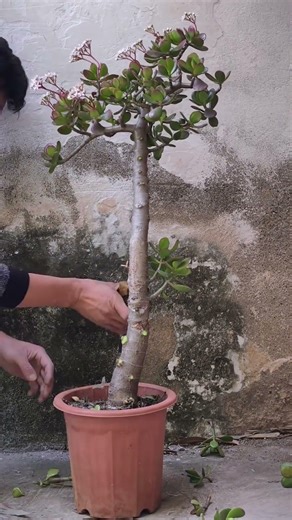 How to Prune Jade Plant for a Stunning Bonsai Look! 🌿✂️