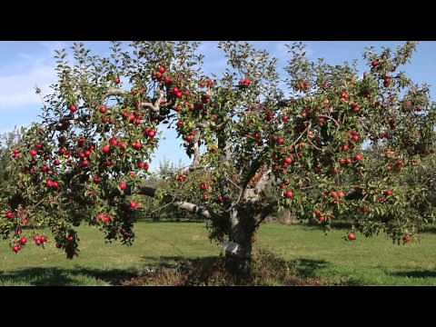 Fast Growing Fruit Trees For Sale
