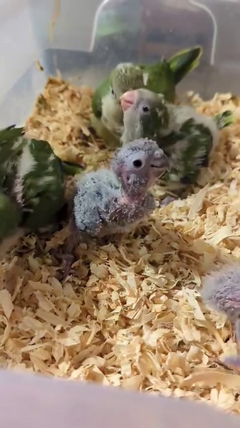 A quick video of the Quakers and Conures | Daybird Aviaries