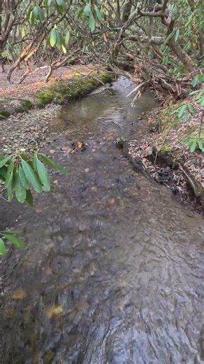 Relaxing Mountain Stream, Pink Beds Loop Trail, Pisgah National Forest, March 1, 2026