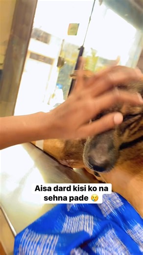 Aisa dard kisi ko na sehna pade 😢 helpline 6280535398 #ashiyanaanimalrescue | Ashiyana Animal Rescue