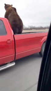 4K reactions · 2.1K shares | Caught bear dancing on the highway  #beardancing #bearoftheday #brownbear | Sumogrowth AI Mayhem | Facebook