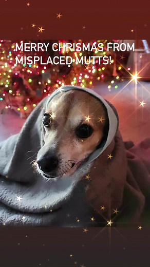 Everyday is like Christmas to a dog who has a home. Dogs celebrate life to the fullest by truly living every small joy this world has to offer. They live for love and celebrate your existence every time you come home. They relish every bite of food as though it is a gift from Heaven itself. They live in the moment and appreciate every magic moment. If you invite a dog into your home you will live with a dog who can be an example of how we can all learn to find the magic in the little things. 🎄M