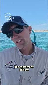 Scientists Capture, Tag and Track Live Sharks Off Long Island.