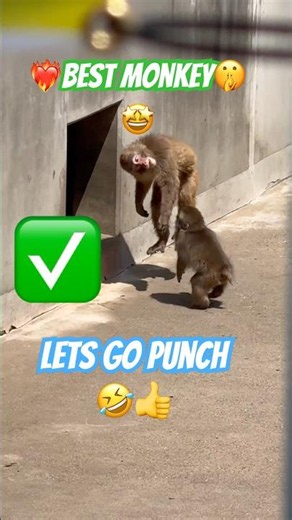 Punch is so funny #shorts
