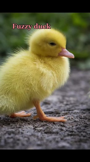 Mickey Milkovich Shameless Edit: Fuzzy Duck Ducky Fuzz