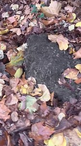 18K views · 1.4K reactions | “️ Storm Blade Runner  ❌ ULEZ Van Bloc | Thebladerunnermatt38 | Facebook