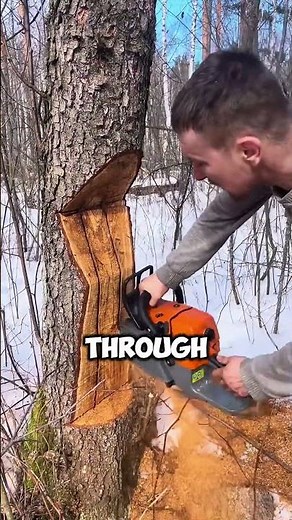 Genius Tree Cutting Trick That Controls the Fall!