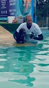 Cocker spaniel puppy Max building up his swimming confidence 🐾💦🇬🇧💕 | Canine Dip and Dive Maldon