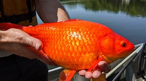 Giant goldfish in one US lake a cautionary tale for NY lakes and ponds