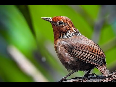 Uirapuru: O Canto Mágico da Amazônia que Encanta o Mundo!