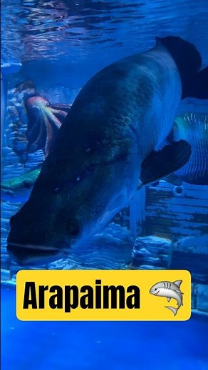 Arapaima 🦈#arapaima #fish #aquarium