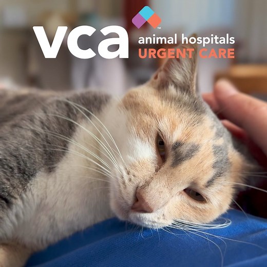 Our VCA Urgent Care is open near you, offering same-day care and a virtual waiting room 7 days a week! | VCA Animal Hospitals