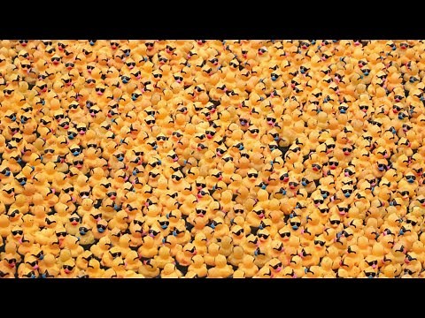 Chicago Ducky Derby: 75,000 rubber duckies race down the Chicago river