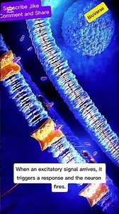 Neurons Explained in 15 Seconds | Excitatory vs Inhibitory Signals
