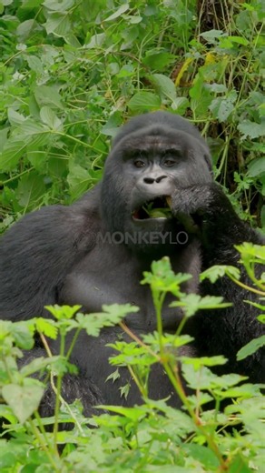 This Ape Beats Its Chest to Avoid a Fight #usa #gorilla