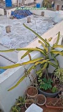 Dragon fruit plant growth tips #dragonplant #naturalfarming #dragonfruit #mygarden #easytogrow #yt