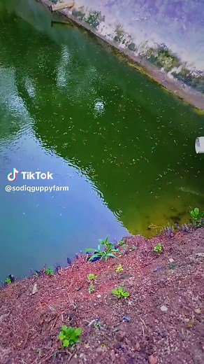 Guppy Silangan Platinum Blue Mozaik Guppy Care & Traits