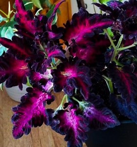 Black Dragon Coleus Seeds, Indoor Shade Plant CC0120 - Etsy