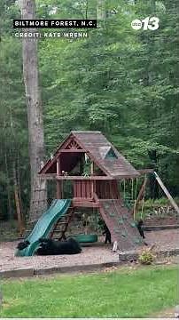 Bear family enjoys a playground