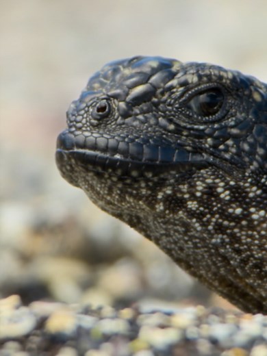 Snakes vs Iguanas - The most intense chase sequence ever! 🐍 These snakes may not see clearly, but they can sense movement like no other. For these iguanas, survival means knowing when to freeze and when to make a run for it. Celebrate 20 years of Planet Earth with us. Find out where to watch the full episode via our link in bio 💚 #PlanetEarth #DavidAttenborough #PE20 #PEII