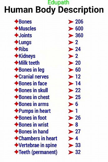 Human Body Description: All the Numbers You Need to Know