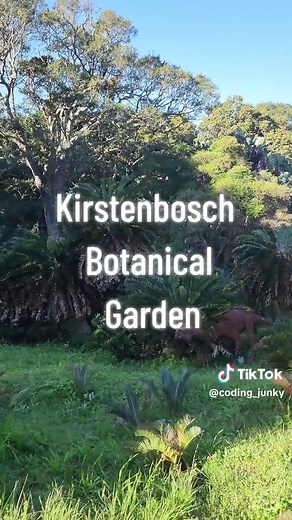 "Did you know? Cycads, ancient plants dating back over 280 million yea...