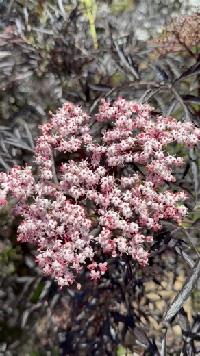 This may be my favorite perennial I grow. Meet the Black Lace Elderberry 🔥❤️🙏