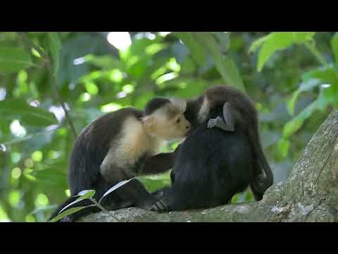 Wild Animals of Cameroon