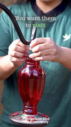 ⭐ Birds fill us with wonder. They surprise us, spark curiosity, and connect us to something bigger. And at American Bird Conservancy, that sense of wonder doesn’t stop at admiration — it fuels action that delivers powerful results for birds, including: 🌲 Stabilizing and even increasing populations of Cerulean Warblers and Wood Thrush in parts of their breeding ranges through the ABC-led Appalachian Mountains Joint Venture. 🔵 The first-ever captive-bred Blue-eyed Ground Doves hatched in Brazil,