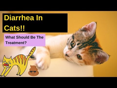 Diarrhea Treatment In Cats | Major Reasons For Diarrhea In Cats | What To Do At Home?
