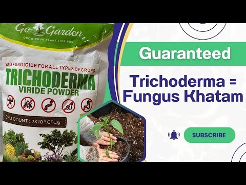 Trichoderma fungicide : 100% Natural solution 🌱. Fungal Disease ka pakka ilaaj !