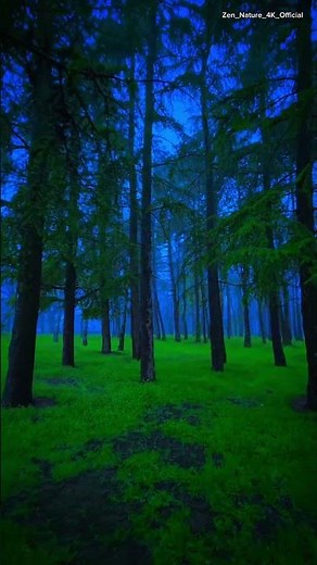 4K Mystical Blue Forest | Peaceful Misty Woods & Relaxation