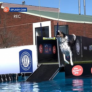 POV: You've entered the splash zone. 💦 | American Kennel Club
