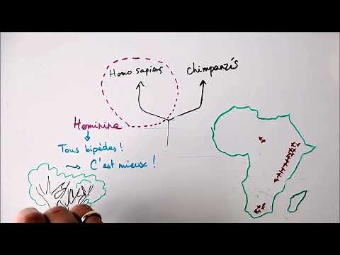 Evolution humaine 1 - Hominidés et émergence de la lignée humaine