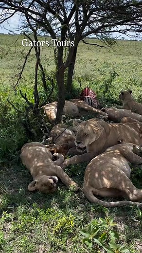 6.3M views · 115K reactions | 6-Day Naivasha & Masai Mara Safari...