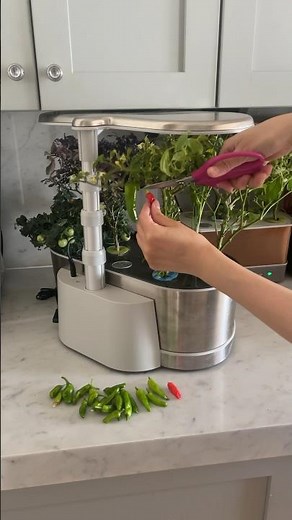 Harvesting shishito peppers in my indoor hydroponic garden #gardenasmr #aerogarden #peppers