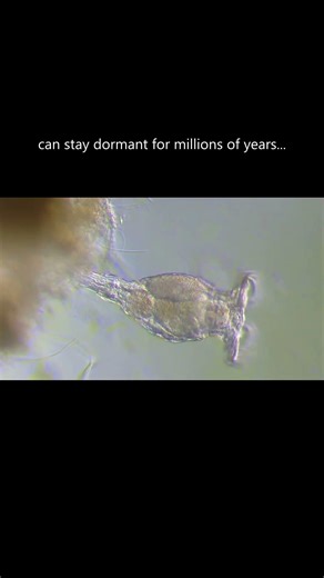 There is something special about microscopic world! #microscopy #biology #science #nature