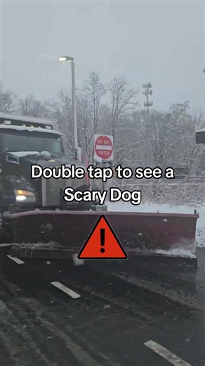 Do you think I'm scary? 🥹 #dogs #pets #petlover #cutedog #pettrend #dogsofyoutube #fyp