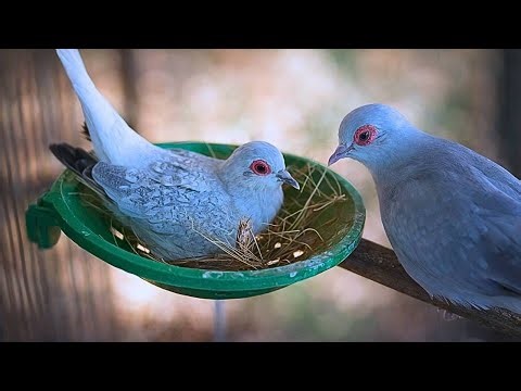 Diamond Dove Nesting for new Breedings
