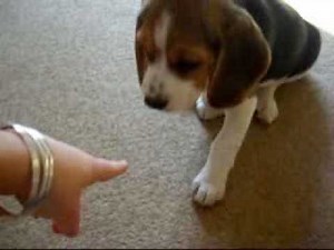 From Puppy To A Grown Up Dog! This Beagle Puppy Is Growing Up Right In