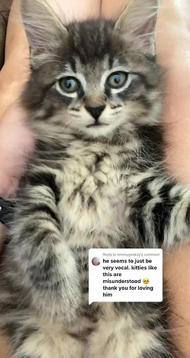 Vocal Kitten Cutely Meows | Catsoftiktok