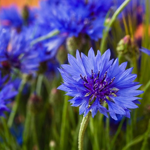 Blue Cornflower Seeds, Centaurea cyanus | American Meadows